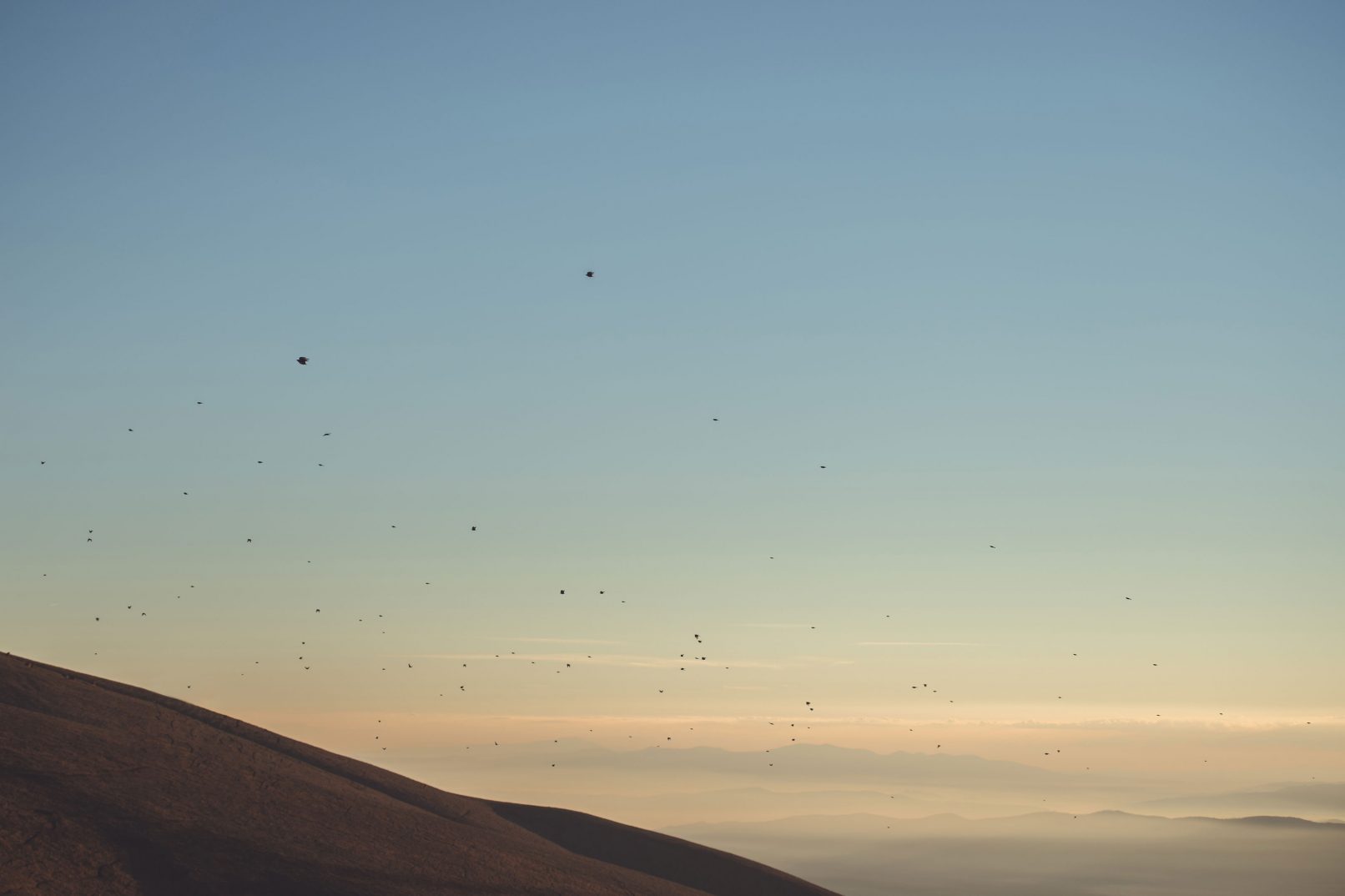 Landscape Birds