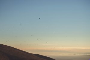 Landscape Birds