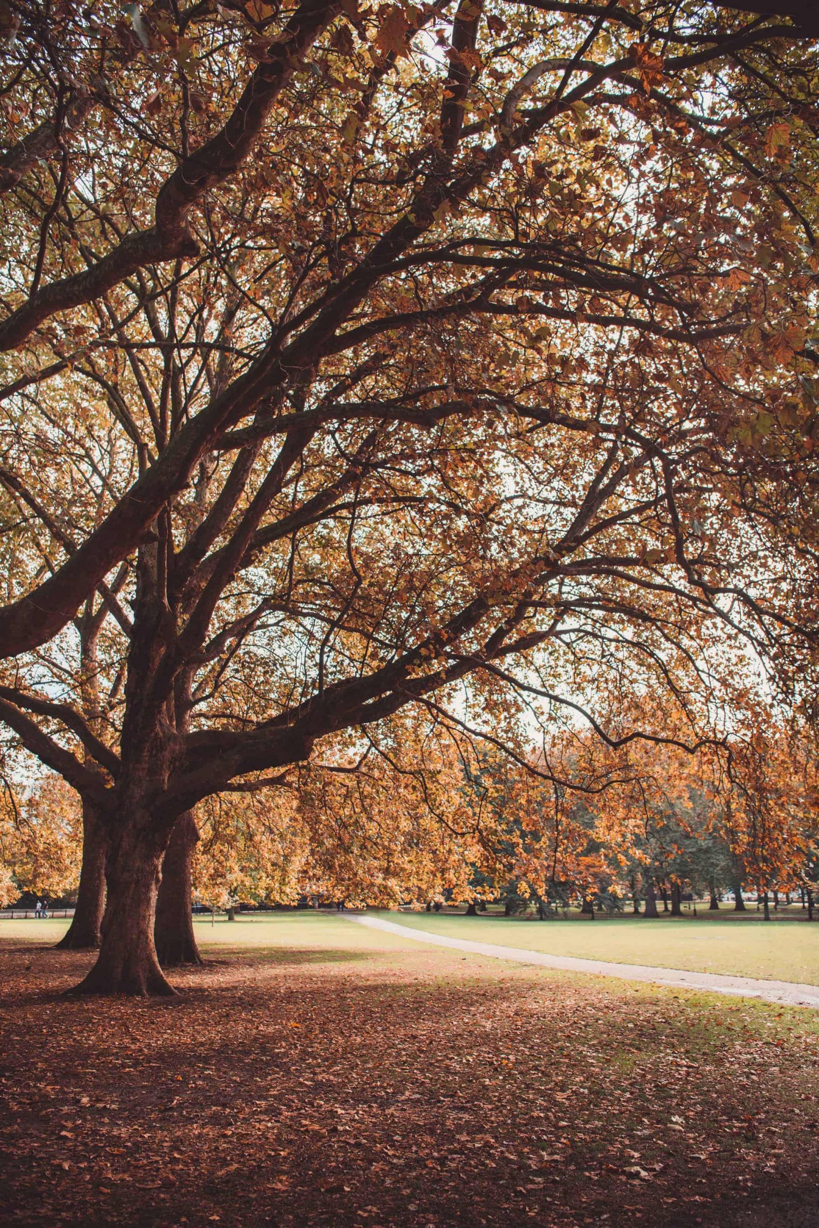 London Park