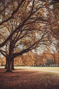 London Park