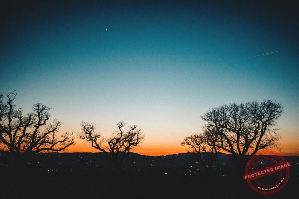 sunset trees
