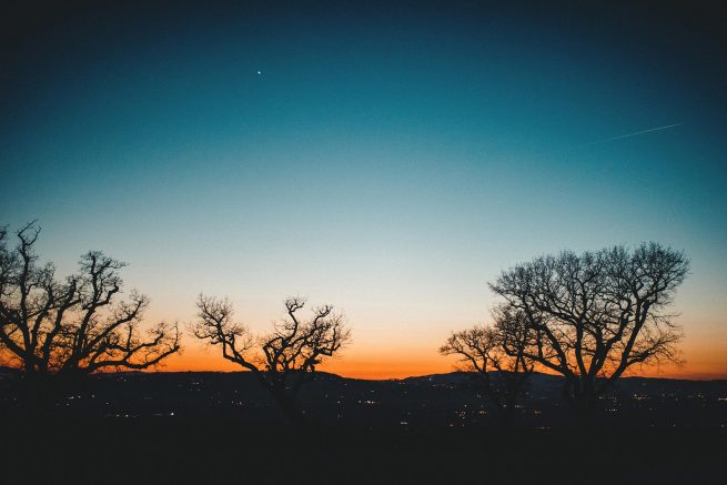 sunset trees