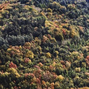 Autumn Landscape