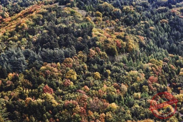 Autumn Landscape